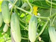TPHCM: Lai tạo giống dưa leo đơn tính cái trồng trong nhà màng